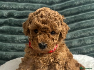 Toy Poodle dogs Kc reg Dna Tested Toy Poodle Puppies - Advert 2