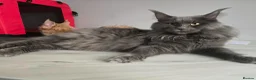 Maine Coon cats for sale: Mainecoon tica registered kittens shaded line - Advert 10