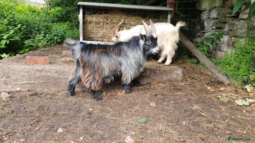 Goats livestock for sale: Pedigree Billy for stud - Image 4