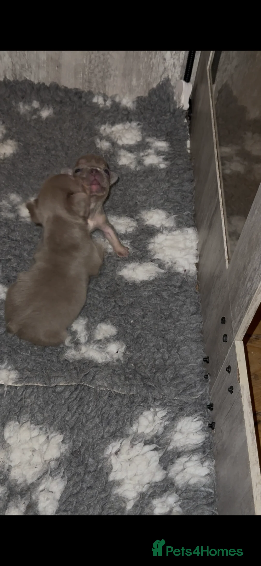 French Bulldog dogs for sale: ⭐️Gorgeous French Bulldog Puppies⭐️ - Advert 4