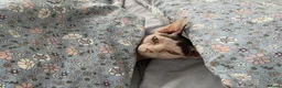 Sphynx cats for sale: Female sphynx - Advert 5