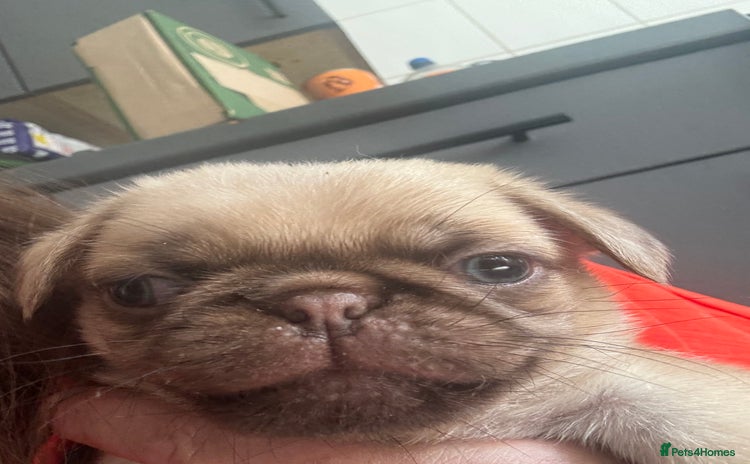 Pug dogs in Rugby - Advert 1