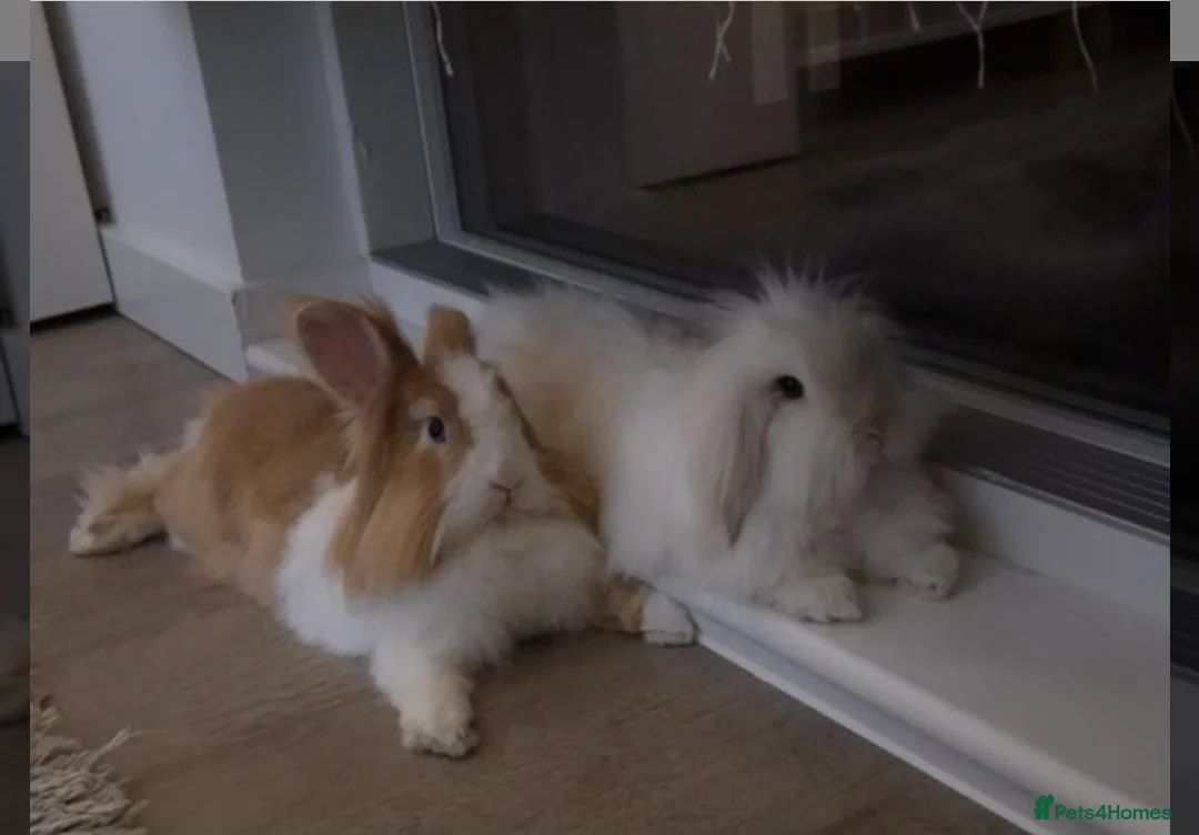 Mixed Breed rabbits for sale: 2 bonded indoor Rabbits looking for a new home - Advert 1