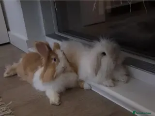 Mixed Breed rabbits 2 bonded indoor Rabbits looking for a new home - Advert 1