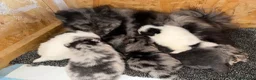 Pomeranian dogs for sale: 🧬💝TEDDY BEAR POMERANIANS 💝🧬 - Advert 4