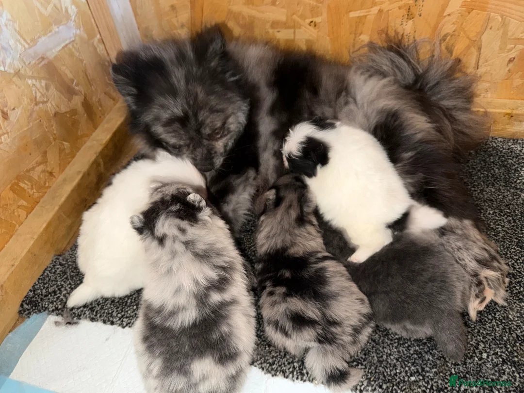 Pomeranian dogs for sale: 🧬💝TEDDY BEAR POMERANIANS 💝🧬 - Advert 4