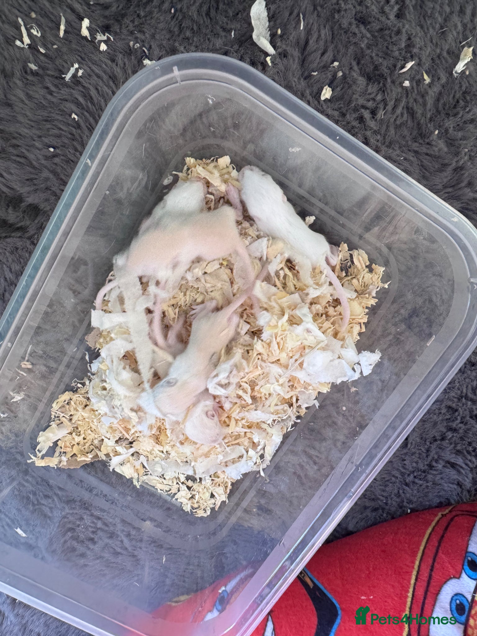 Gerbil rodents for sale: Gerbils for sale  - Advert 6