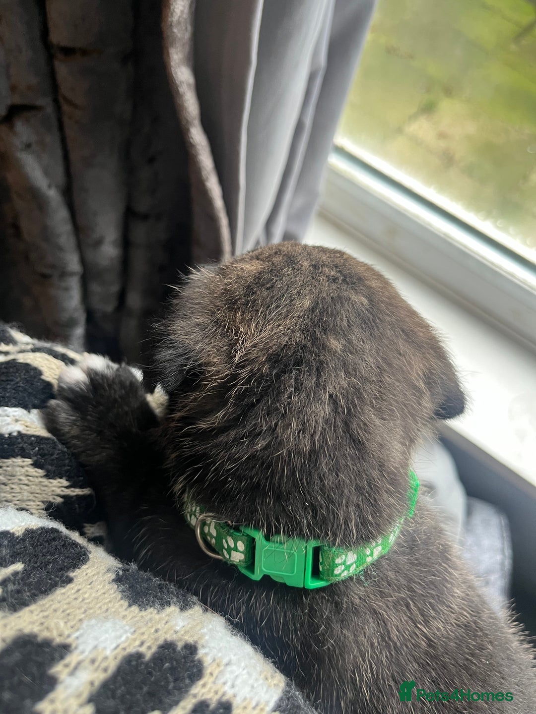 Mixed Breed dogs for sale: Presa Canario X American Bulldog puppies - Advert 14