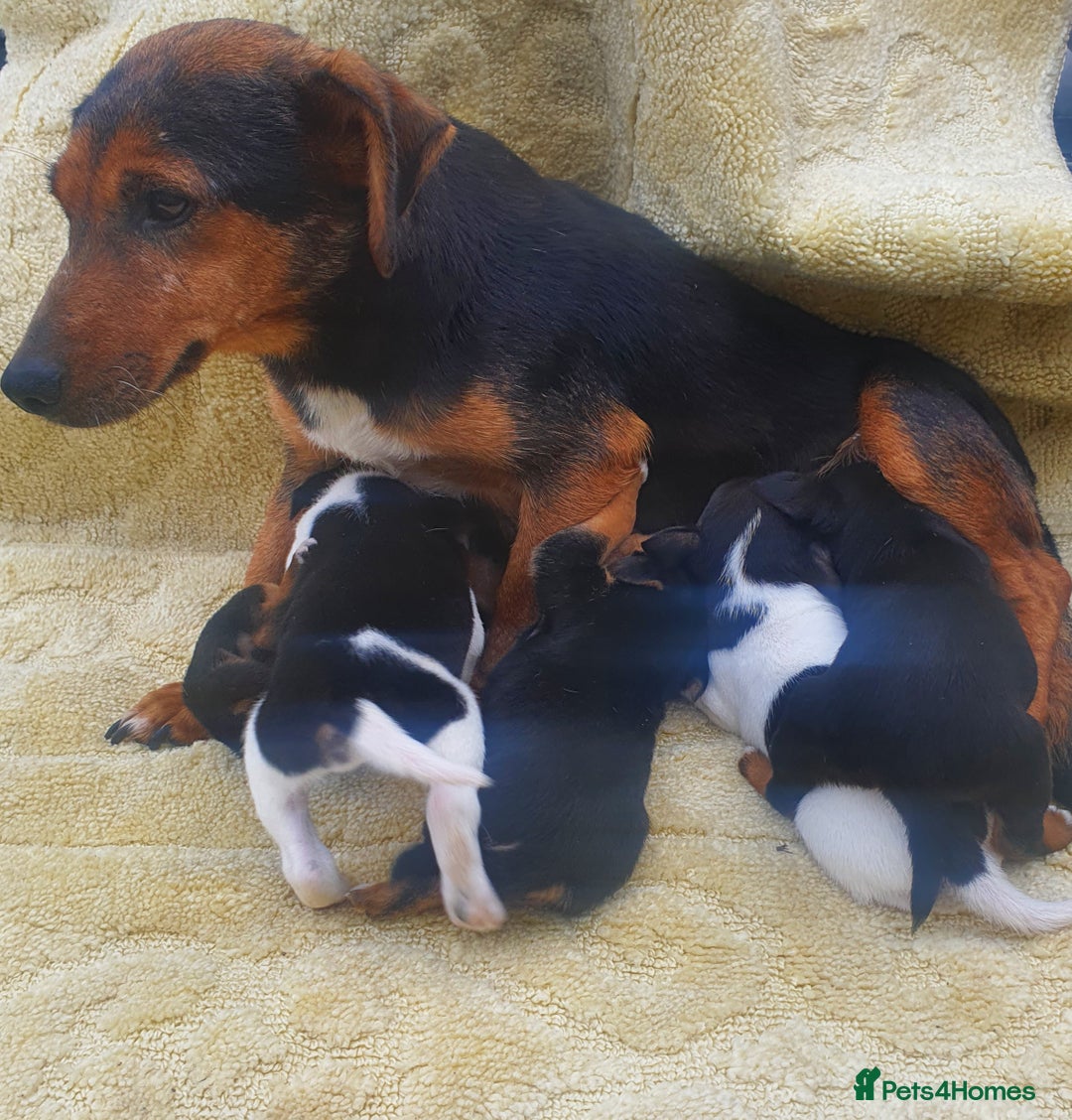 Jack Russell dogs for sale: Jack russell puppies - Image 14