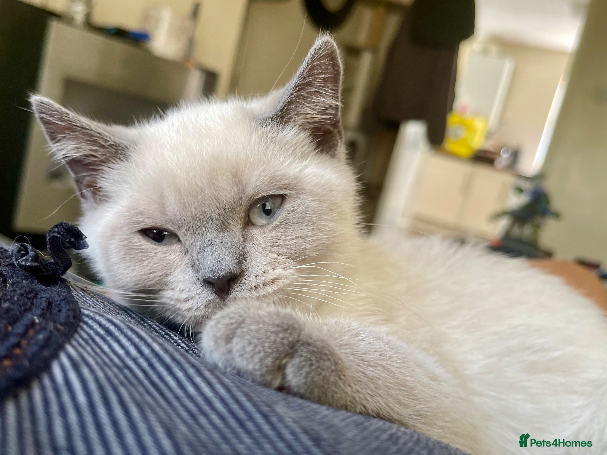 British Shorthair cats 💙 GCCF Pedigree Blue Colourpoint BSH Kitten - Advert 2