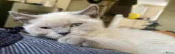 British Shorthair cats for sale: 💙 GCCF Pedigree Blue Colourpoint BSH Kitten - Advert 19