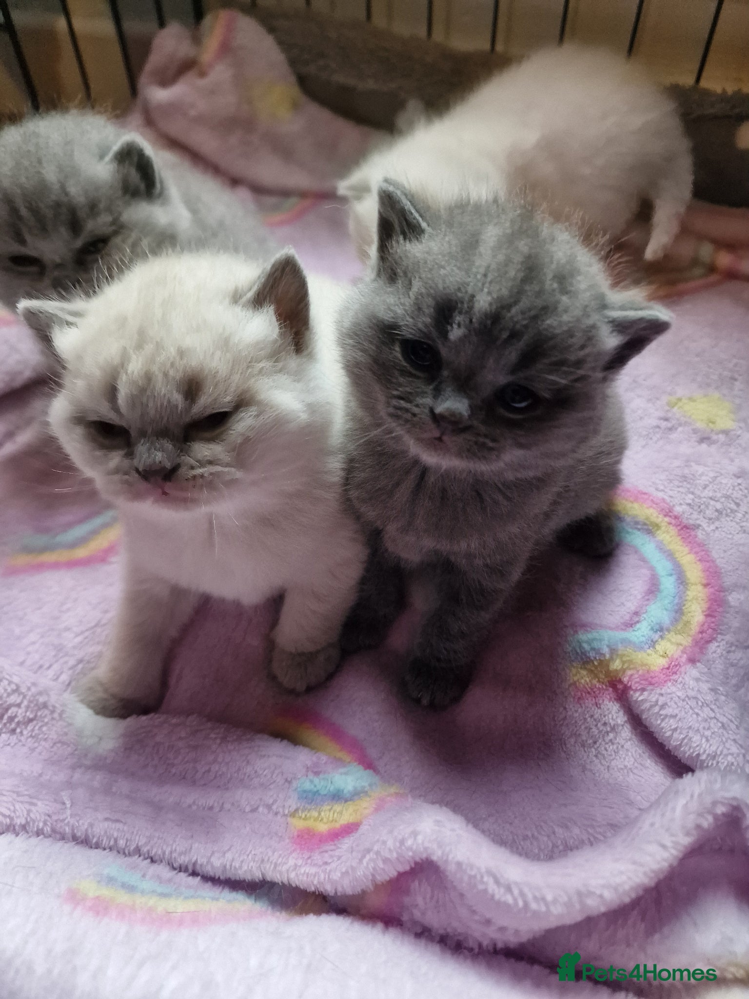 British Shorthair cats Rare British shorthair kittens - Advert 5