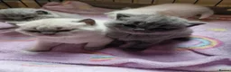 British Shorthair cats for sale: Rare British shorthair kittens - Advert 9