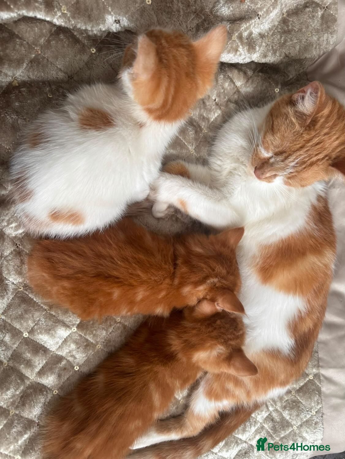 Mixed Breed cats ginger kittens  - Advert 2