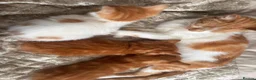 Mixed Breed cats for sale: ginger kittens  - Advert 1