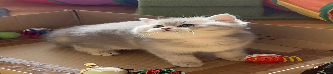 British Shorthair Kitten 1- Pink Collar 