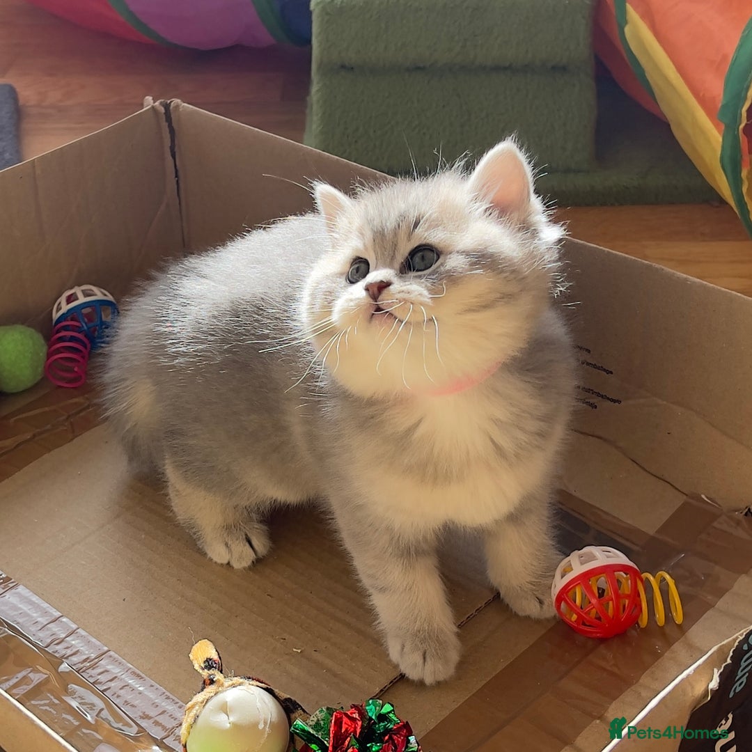 British Shorthair cats for sale: 3 GCCF British Shorthair Kittens– Champion Lines - Image 5