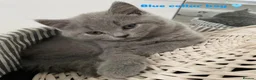 British Shorthair cats for sale: LAST ONE! GORGEOUS BRITISH SHORTHAIRS - Advert 4