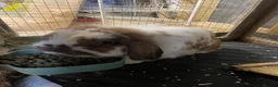 Dwarf Lop rabbits for sale: Two dwarf lops for sale in Uxbridge - Advert 2