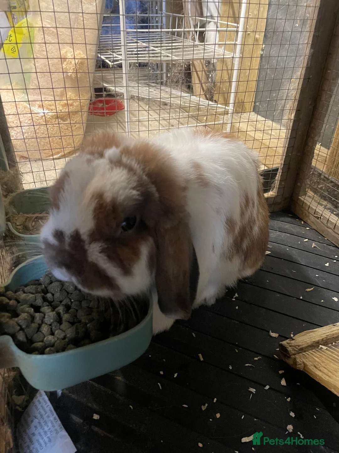 Dwarf Lop rabbits for sale: Two dwarf lops for sale in Uxbridge - Advert 2