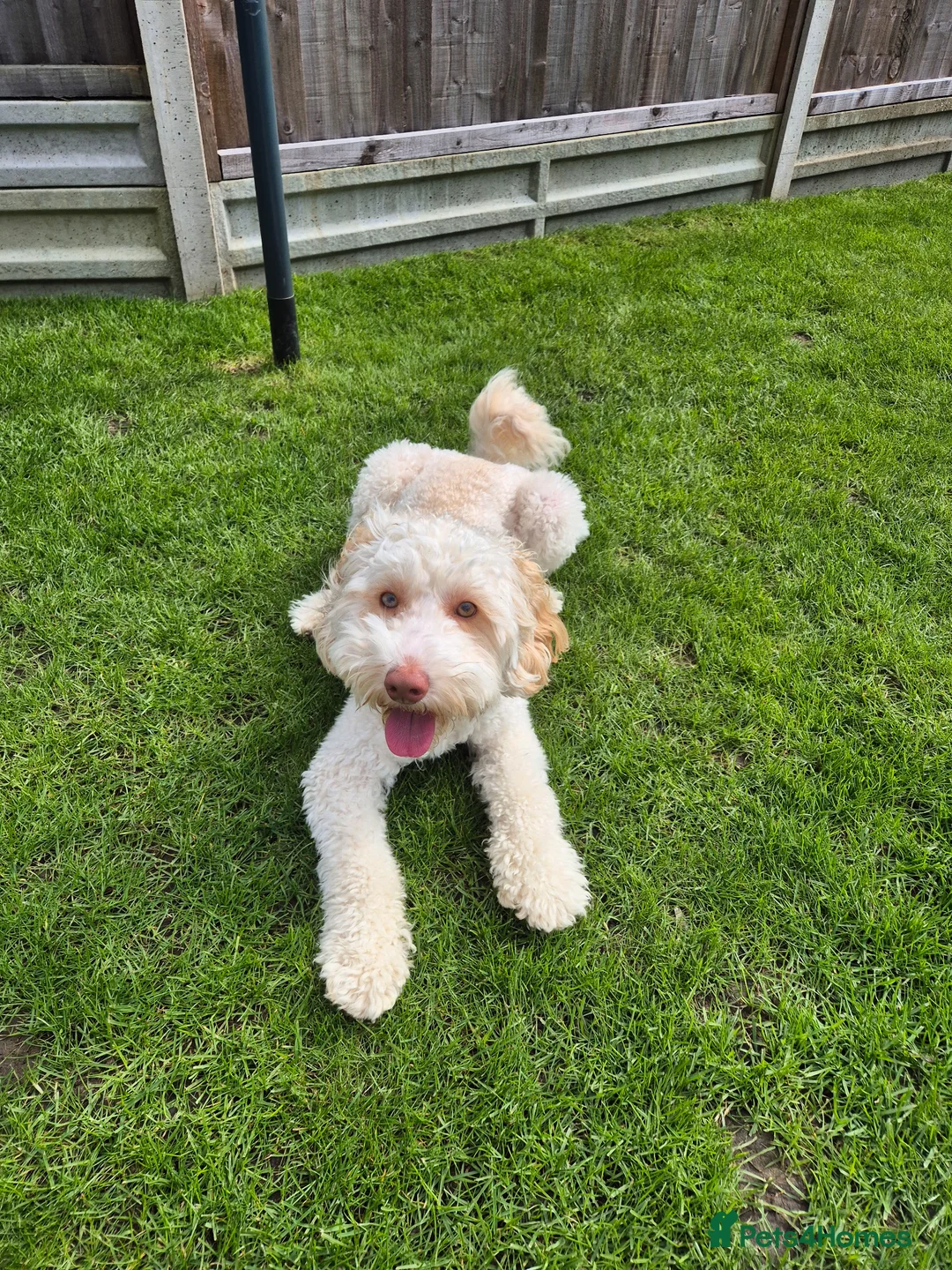 Cockapoo dogs for stud: First time Cockapoo Stud – 1 Year Old in Stevenage - Advert 1