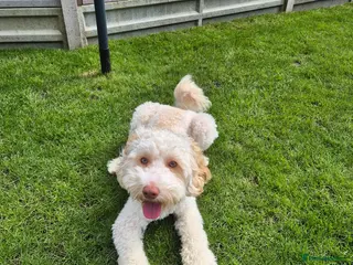 Cockapoo dogs First time Cockapoo Stud – 1 Year Old - Advert 16