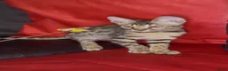 Savannah cats for sale: Pure Pedigree! Top Quality Tica Registr. Savannahs - Advert 27