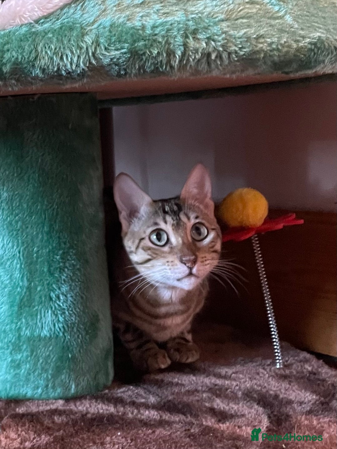 Bengal cats for sale:  Beautiful Bengals able to leave. - Advert 7