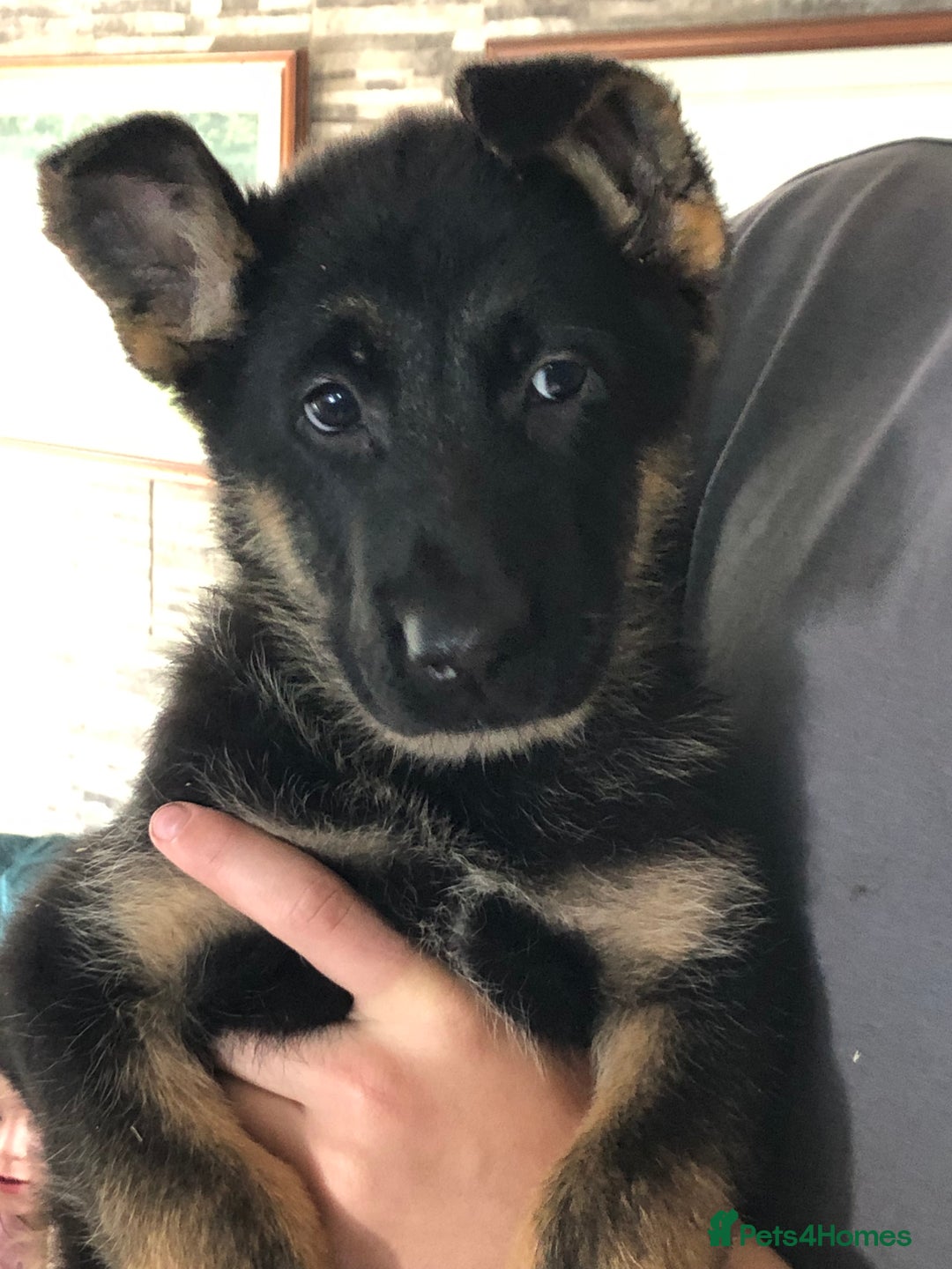 German Shepherd dogs for sale: Gorgeous German shepherd puppies  - Image 7