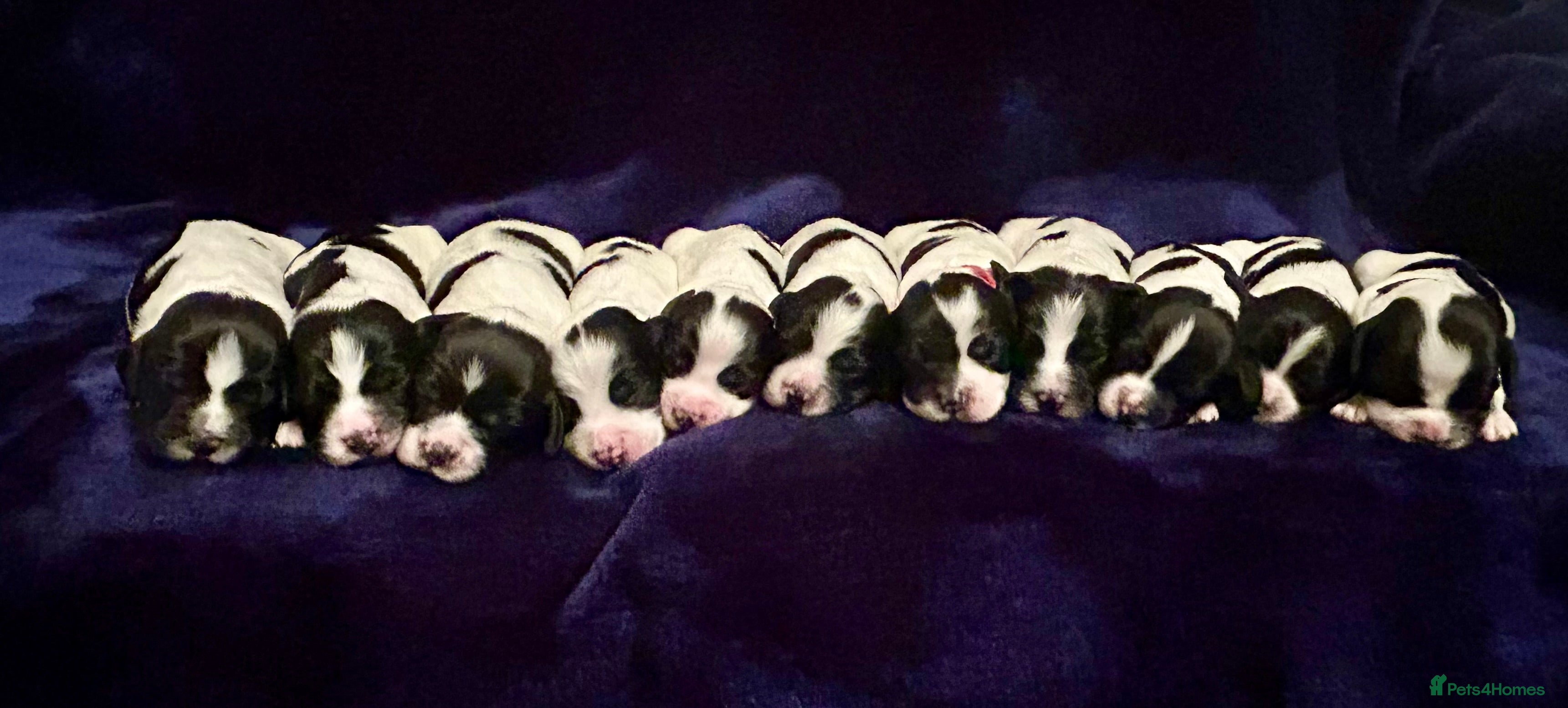 English Springer Spaniel dogs KC Registered Working Springer Spaniel Puppies  - Advert 1