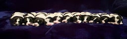 English Springer Spaniel dogs for sale: KC Registered Working Springer Spaniel Puppies  - Advert 1