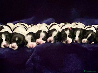 English Springer Spaniel dogs KC Registered Working Springer Spaniel Puppies - Advert 1