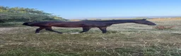English Thoroughbred horses for sale: 16hh tb mare  - Advert 2