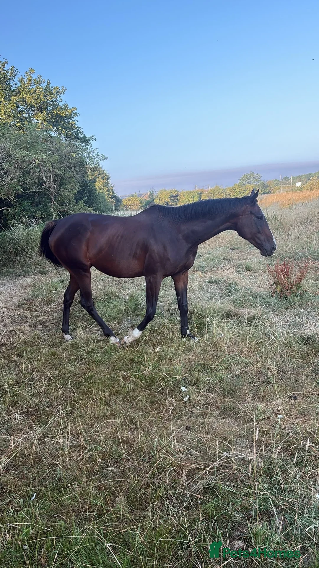 English Thoroughbred horses for sale: 16hh tb mare  - Advert 2