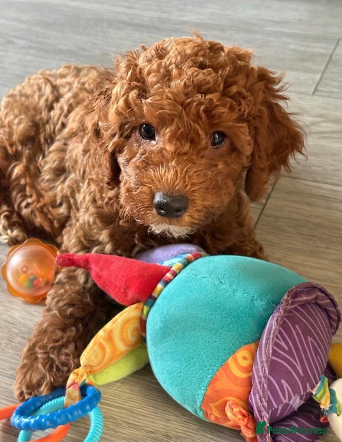 Mini Goldendoodle dogs Beautiful Mini Double Doodles  - Advert 9