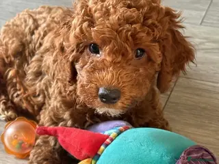 Mini Goldendoodle dogs Beautiful Mini Double Doodles - Advert 9