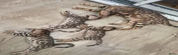 Bengal cats for sale: TICA Registered Bengal Kittens - Advert 3