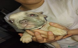 French Bulldog dogs for sale: Beautiful chunky Frenchies - Image 23