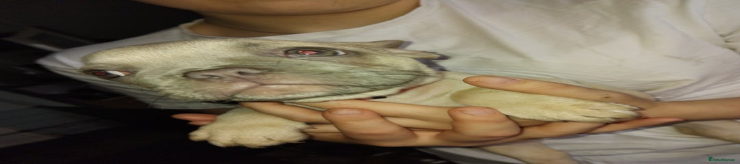 French Bulldog coral Pink collar