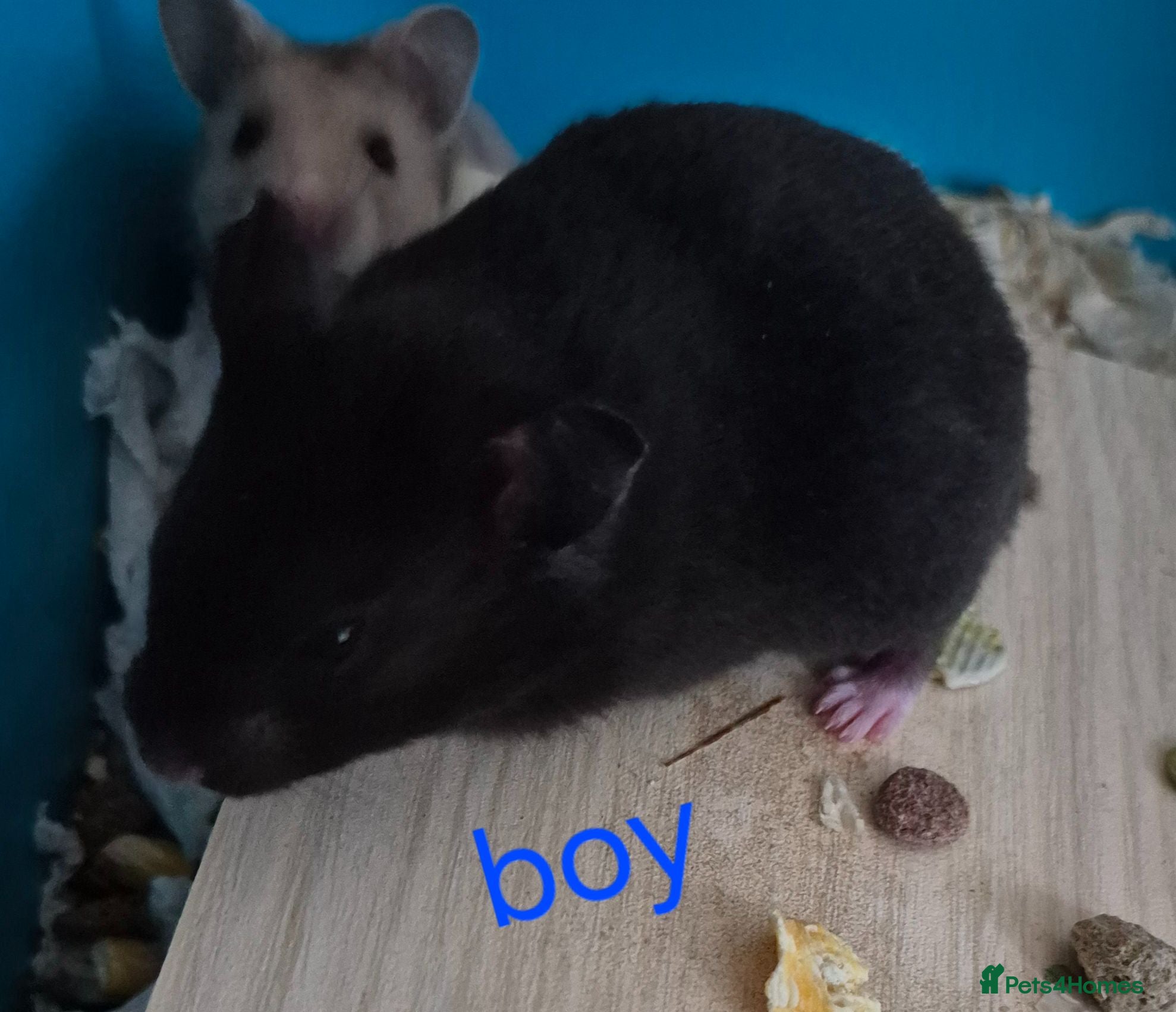 Hamster rodents Baby syrian hamster  - Advert 19