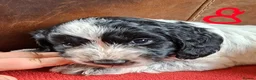 Cockapoo dogs for sale: F1 Cockapoo Pups  - Advert 15