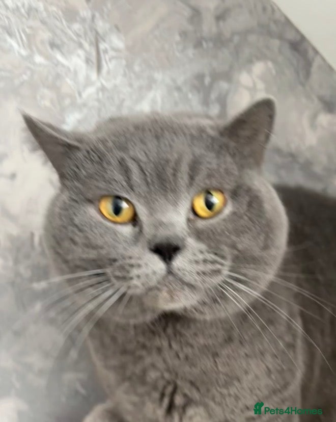 British Shorthair cats British Blue Proven Stud Cat  - Advert 4
