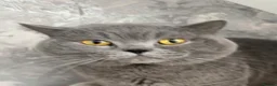 British Shorthair cats for stud: British Blue Proven Stud Cat  - Advert 2