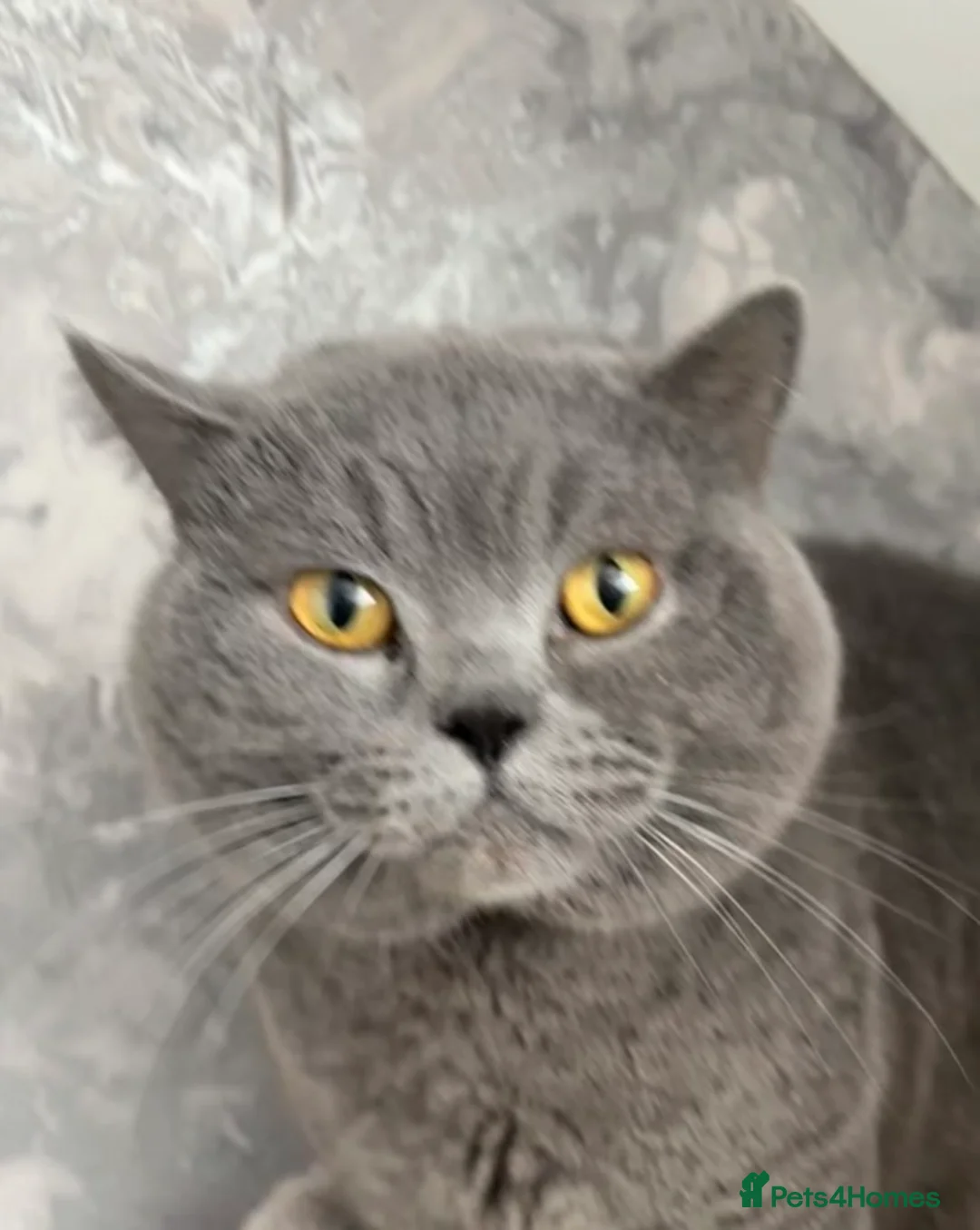 British Shorthair cats for stud: British Blue Proven Stud Cat  - Advert 2