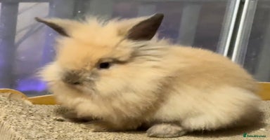 Lionhead rabbits - Advert 16