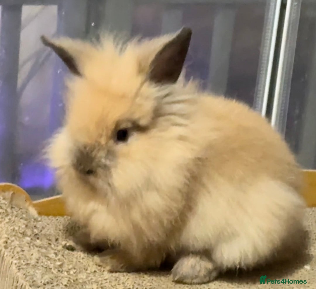Lionhead rabbits for sale: Double Mane (f)&No Mane(m) Lionhead £50 & £2 - Image 4