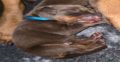 Dobermann dogs - Advert 6