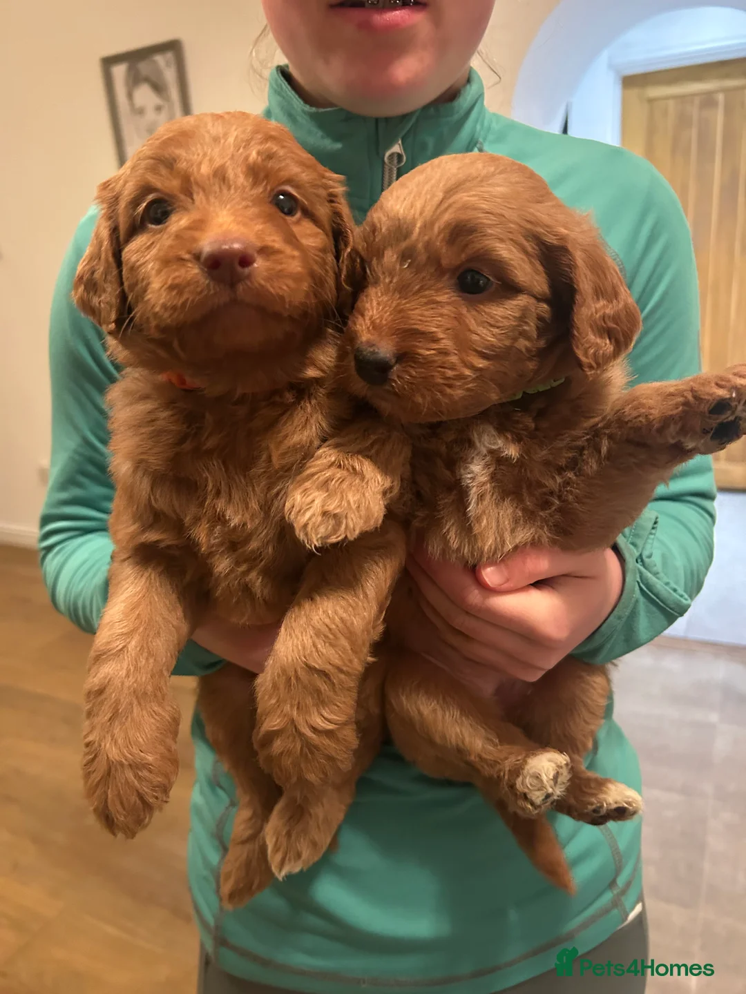 Mixed Breed dogs for sale: Red doodles - Advert 15