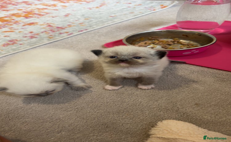 Ragdoll cats for sale - Advert 1