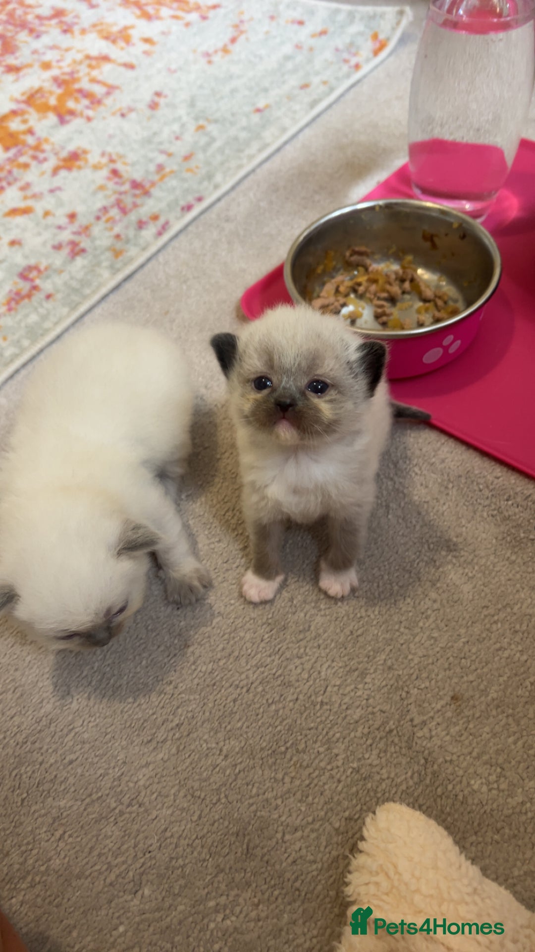 Ragdoll cats for sale: Ragdoll Kittens - Image 1